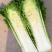 麻叶青白菜毛白菜大量供应可视频看货欢迎来电采购