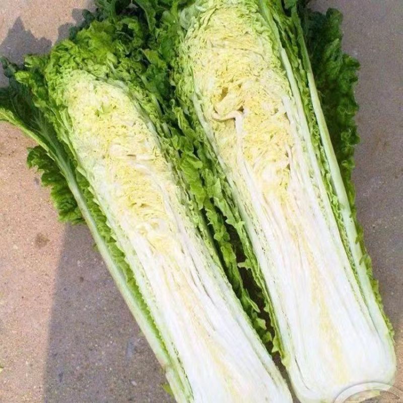 麻叶青白菜毛白菜大量供应可视频看货欢迎来电采购
