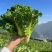 麻叶青白菜毛白菜大量供应可视频看货欢迎来电采购