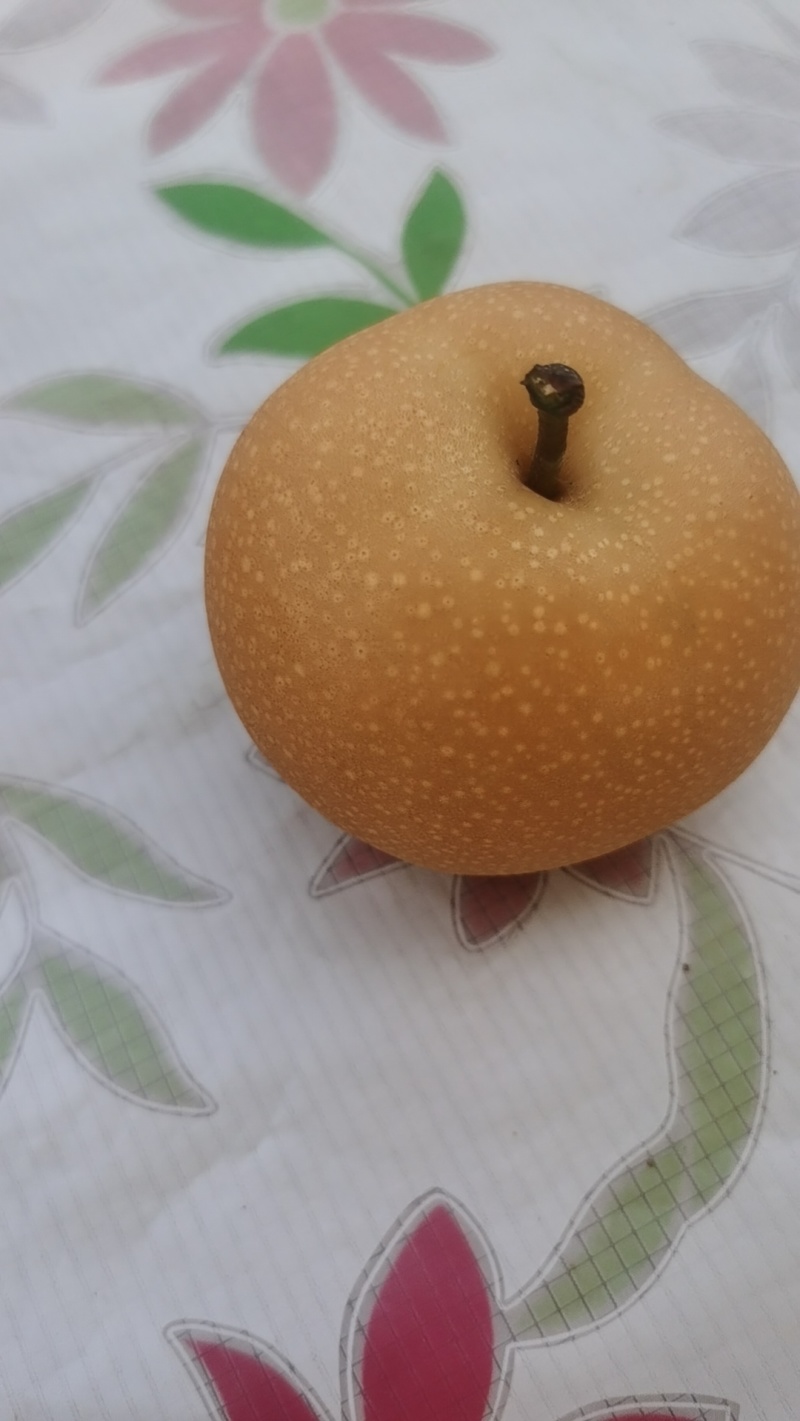 秋月梨产地，脆甜，中秋送礼。最适合不过了。