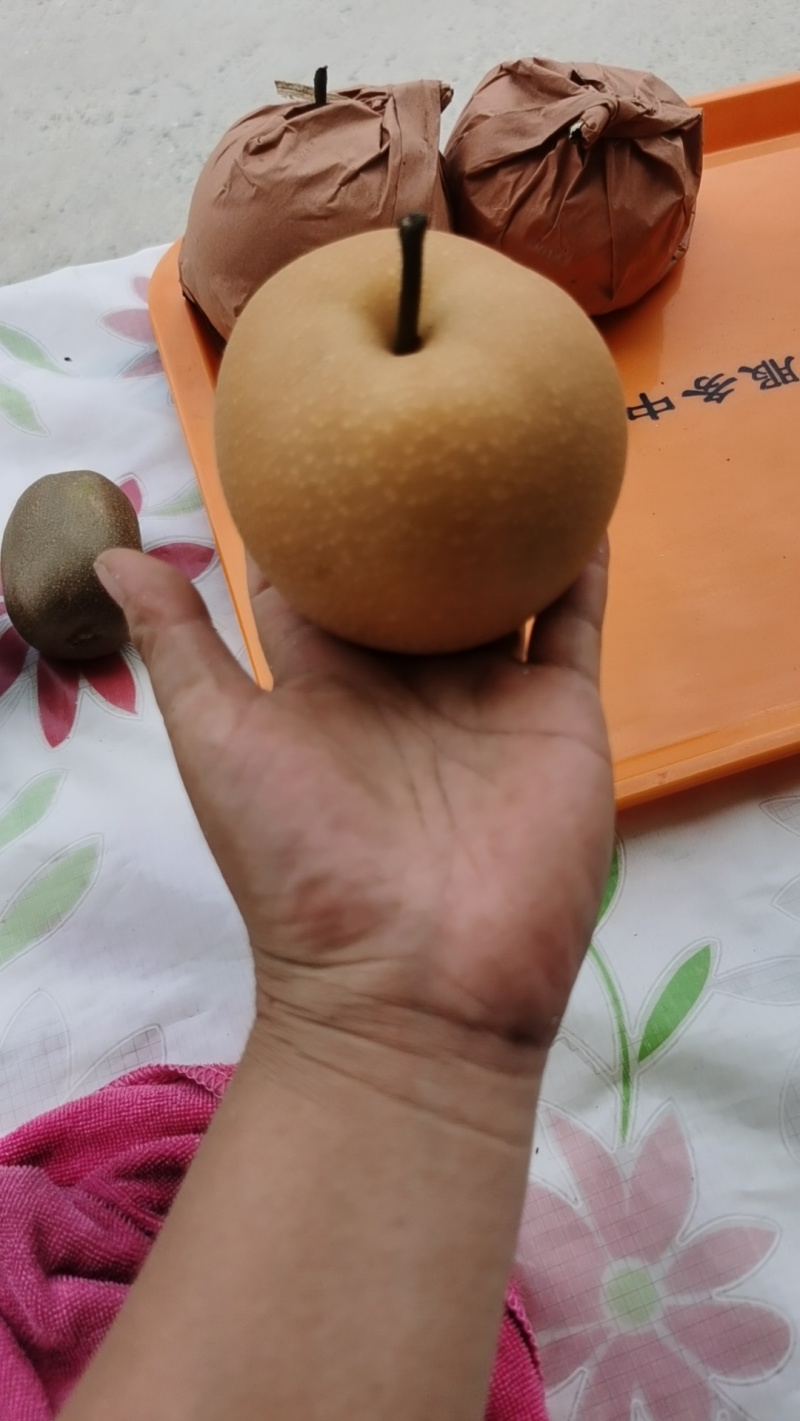 秋月梨产地，脆甜，中秋送礼。最适合不过了。
