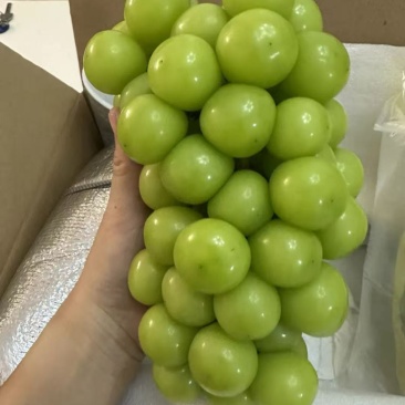 精品阳光玫瑰夏邑阳光玫瑰口感脆甜质量三包欢迎咨询