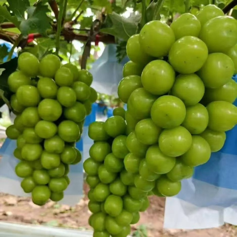 精品阳光玫瑰夏邑阳光玫瑰口感脆甜质量三包欢迎咨询