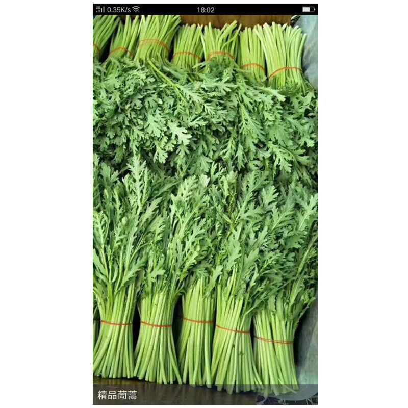 光杆茼蒿种子小叶茼蒿种子500g皇帝菜种子叶色浓绿生长快