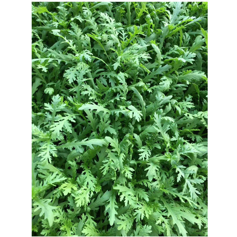 光杆茼蒿种子小叶茼蒿种子500g皇帝菜种子叶色浓绿生长快