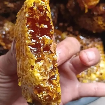 纯手工正宗土蜂蜜现采现取现货供应假一赔十