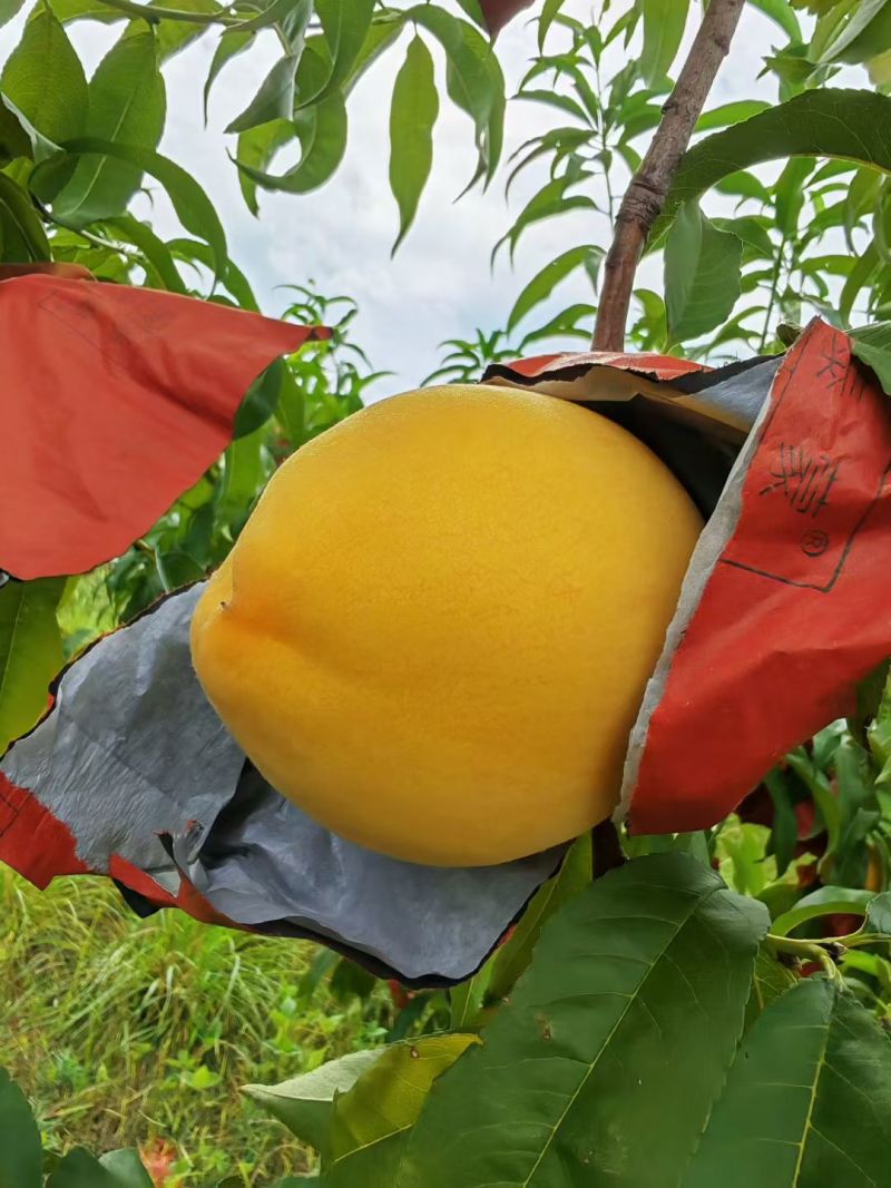 百亩果园锦绣黄桃熟了，泌阳马谷田凤凰山