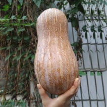 老南瓜精品蜜本南瓜湖北南瓜大量供应可视频看货