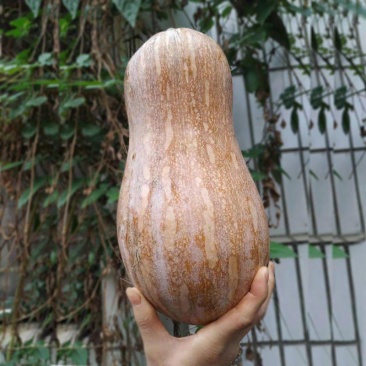 老南瓜精品蜜本南瓜湖北南瓜大量供应可视频看货