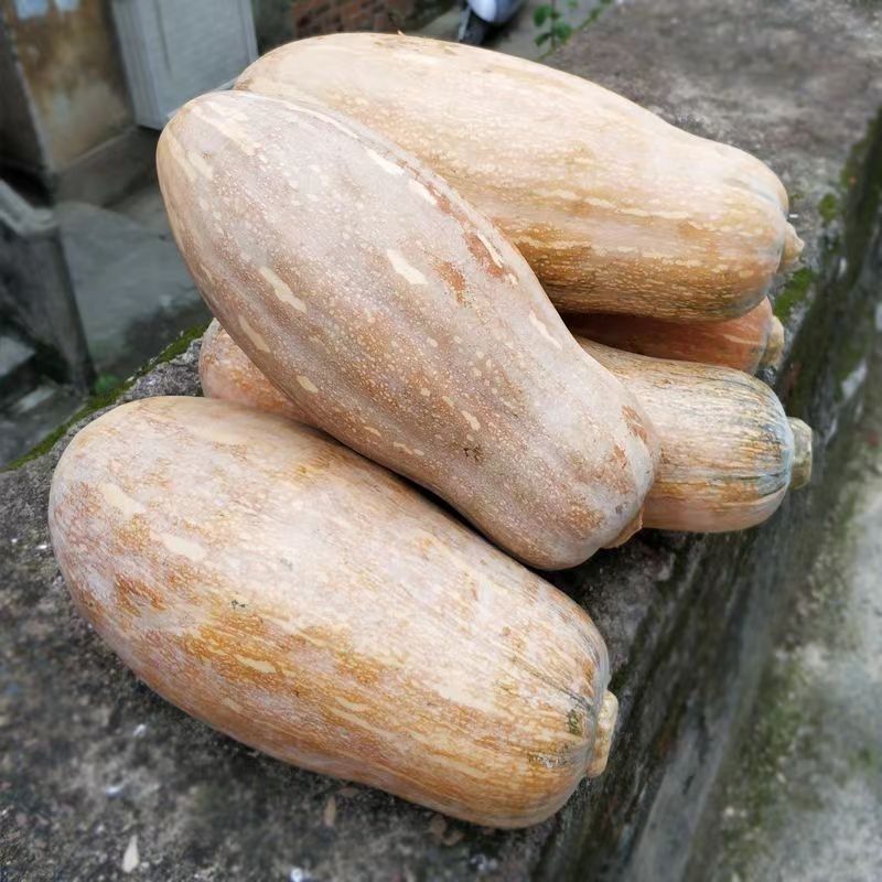 老南瓜精品蜜本南瓜湖北南瓜大量供应可视频看货