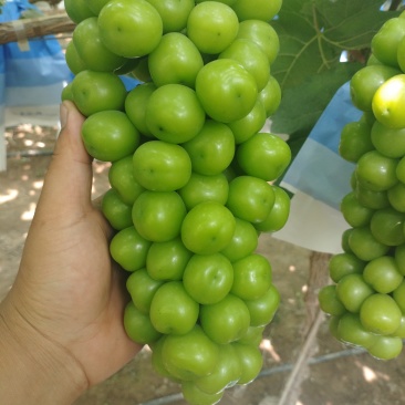 夏邑阳光玫瑰