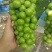 夏邑阳光玫瑰