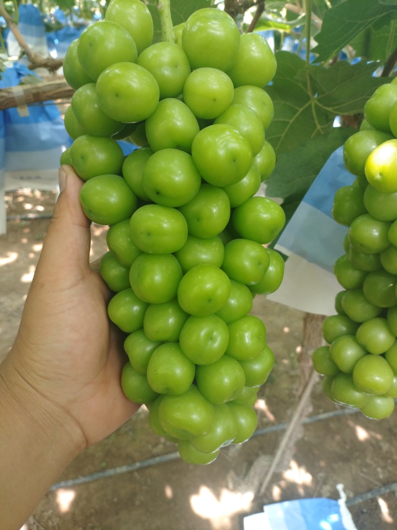 夏邑阳光玫瑰