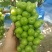夏邑阳光玫瑰