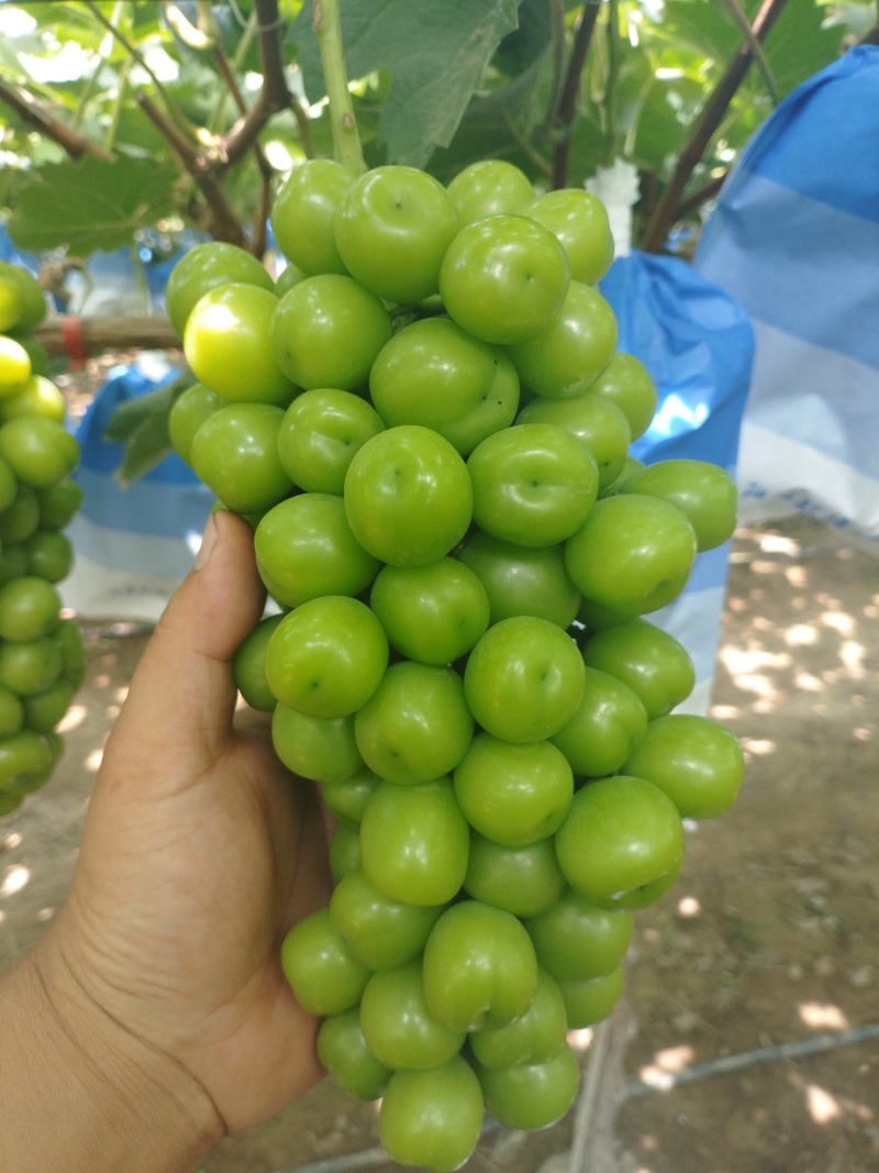 夏邑阳光玫瑰