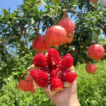会理突尼斯石榴，果大皮薄、色泽艳丽、粒大籽软、味甜汁多
