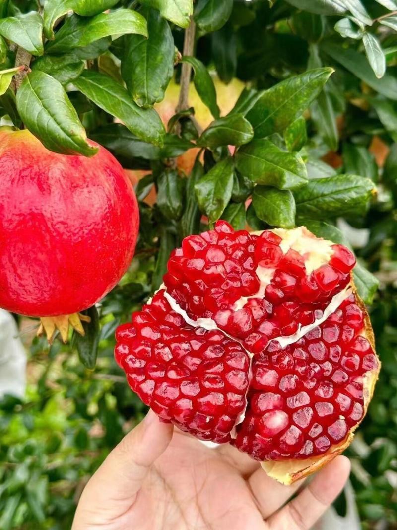 会理突尼斯石榴，果大皮薄、色泽艳丽、粒大籽软、味甜汁多