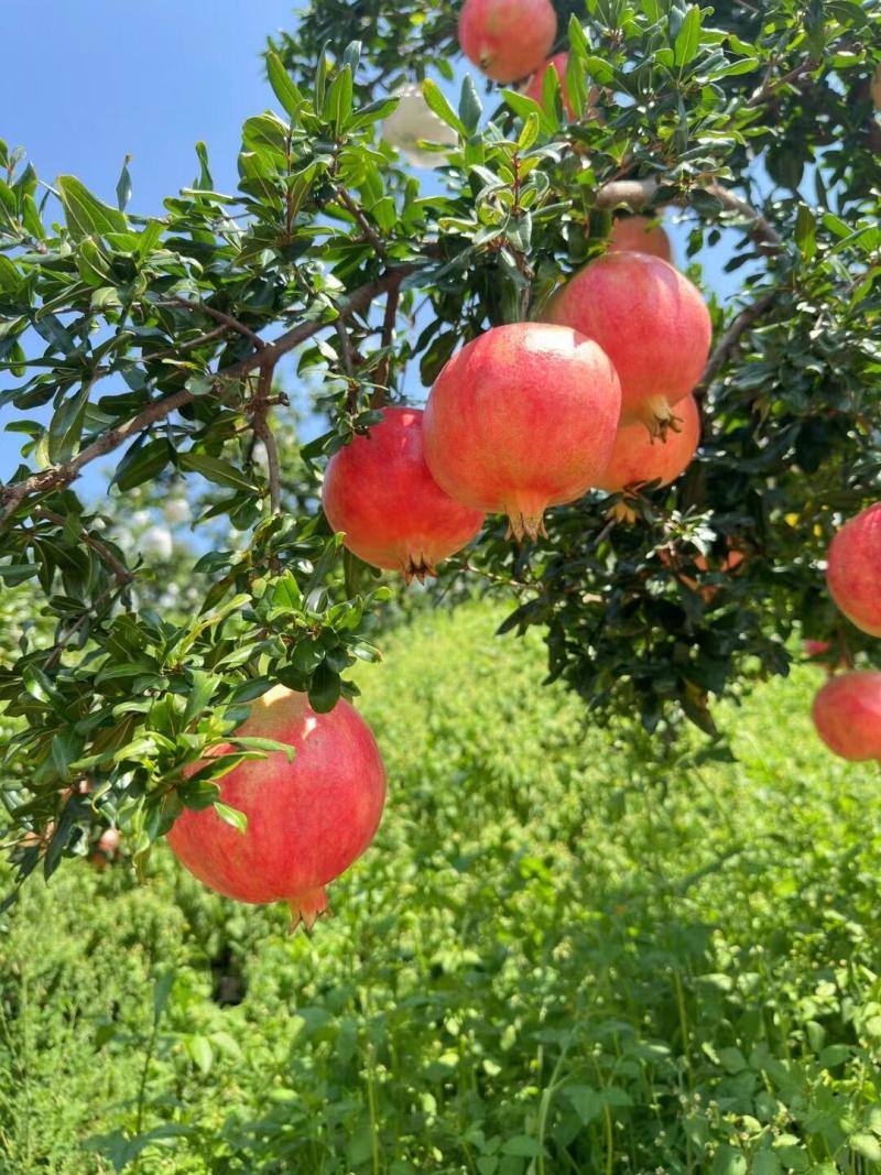 会理突尼斯石榴，果大皮薄、色泽艳丽、粒大籽软、味甜汁多