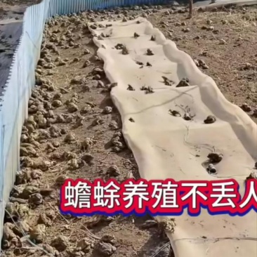 蟾蜍种苗，蟾蜍，蛤蟆种苗，蛤蟆，批发，零售，优质种苗