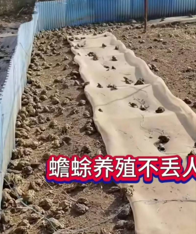 蟾蜍种苗，蟾蜍，蛤蟆种苗，蛤蟆，批发，零售，优质种苗