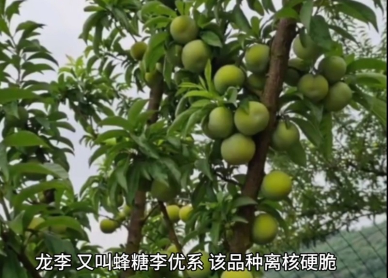 蜂糖李优系，龙李，蜂糖李子苗，李子新品种，全国包邮。