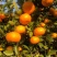 高山蜜橘/特早蜜桔/对接商超电商批发市场/全国发货
