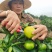 高山蜜橘/特早蜜桔/对接商超电商批发市场/全国发货