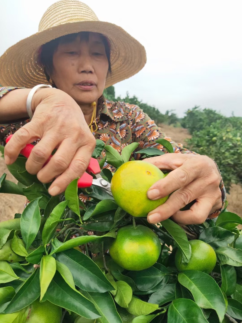 高山蜜橘/特早蜜桔/对接商超电商批发市场/全国发货