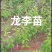 蜂糖李优系，龙李，蜂糖李子苗，李子新品种，全国包邮。