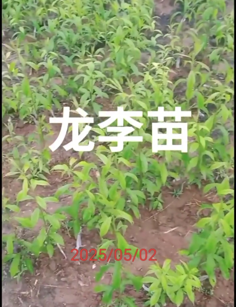 蜂糖李优系，龙李，蜂糖李子苗，李子新品种，全国包邮。