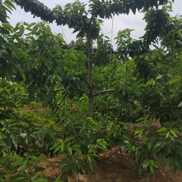山东大樱桃树