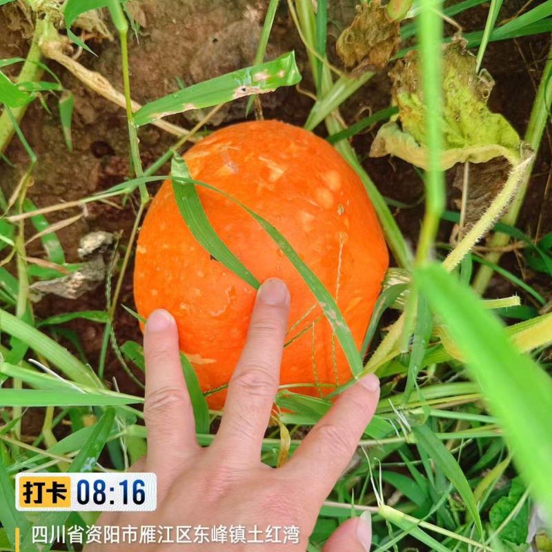 南瓜《黄金二号红南瓜》又甜又粉糯可视频看货对接全国