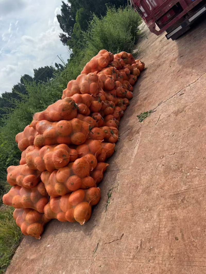 南瓜《黄金二号红南瓜》又甜又粉糯可视频看货对接全国