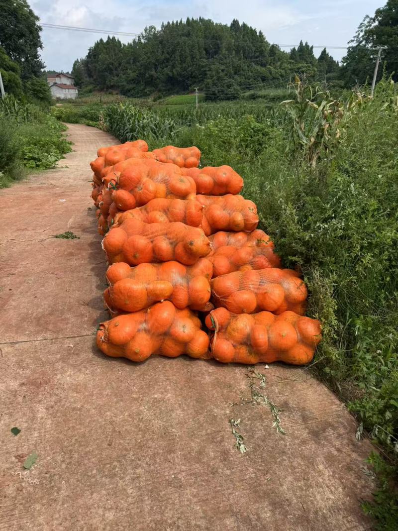 南瓜《黄金二号红南瓜》又甜又粉糯可视频看货对接全国