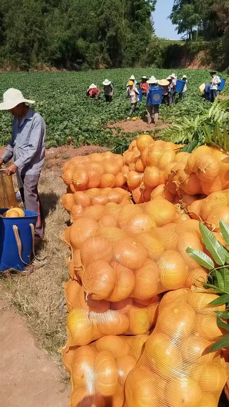南瓜《黄金二号红南瓜》又甜又粉糯可视频看货对接全国