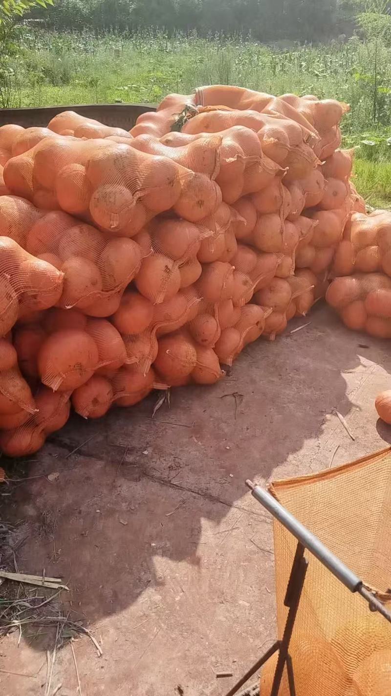 南瓜《黄金二号红南瓜》又甜又粉糯可视频看货对接全国
