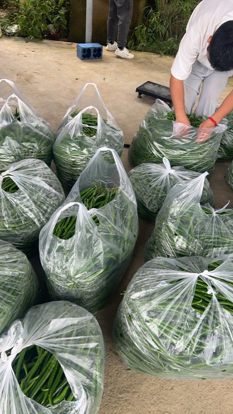七号线椒大量批发