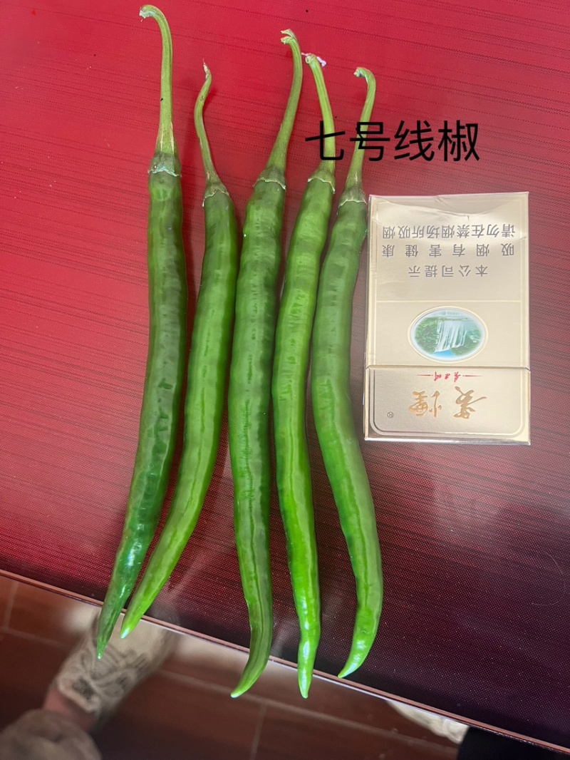 七号线椒大量批发