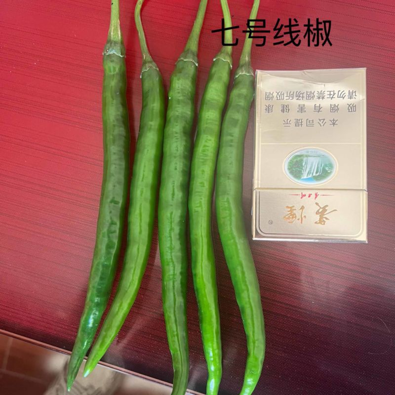 七号线椒大量批发