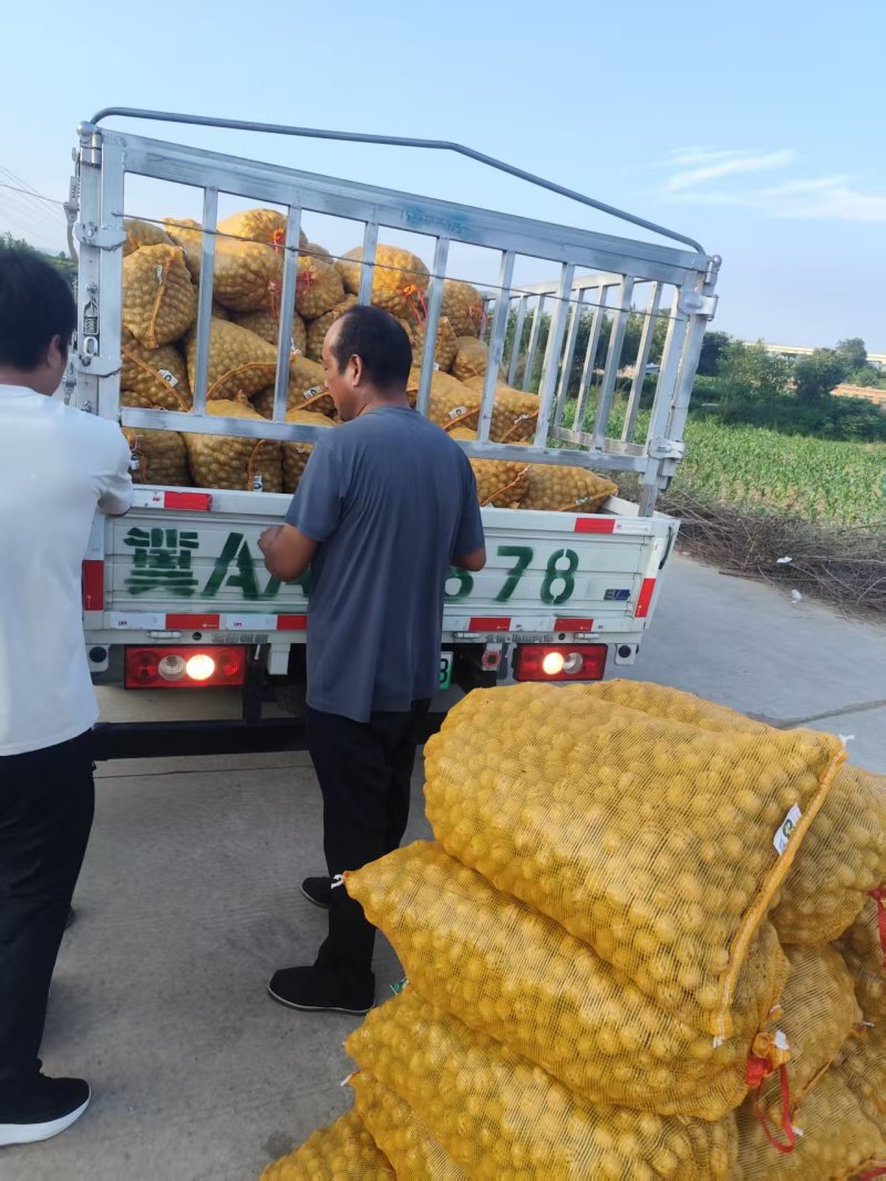 赞皇县辽系去皮鲜核桃批发，可机器脱皮，可代加工，质量保证