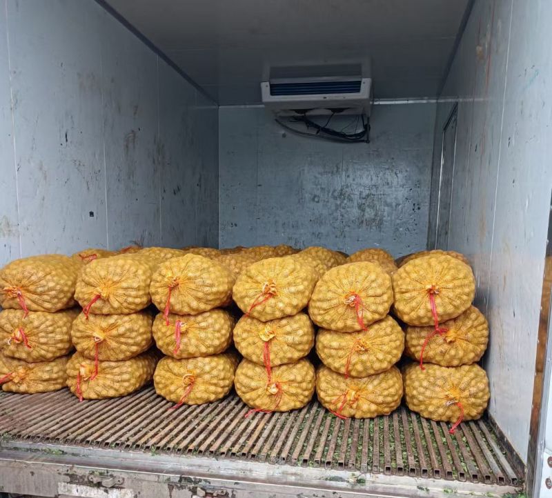 赞皇县辽系去皮鲜核桃批发，可机器脱皮，可代加工，质量保证