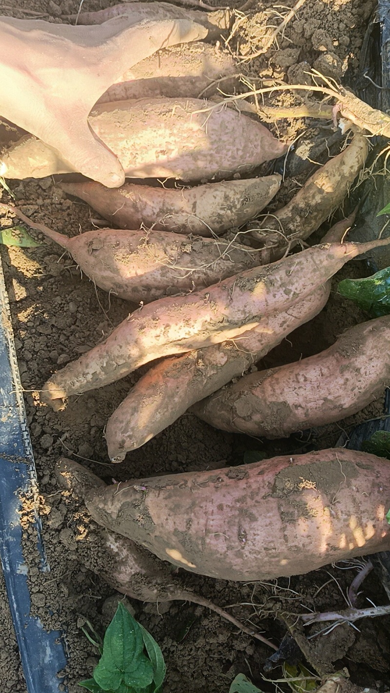 这是烟薯，哈密晚上平台市场都可以，原产地货产地直发