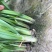 二年头刀韭菜，长度43公分左右3月-11月供货