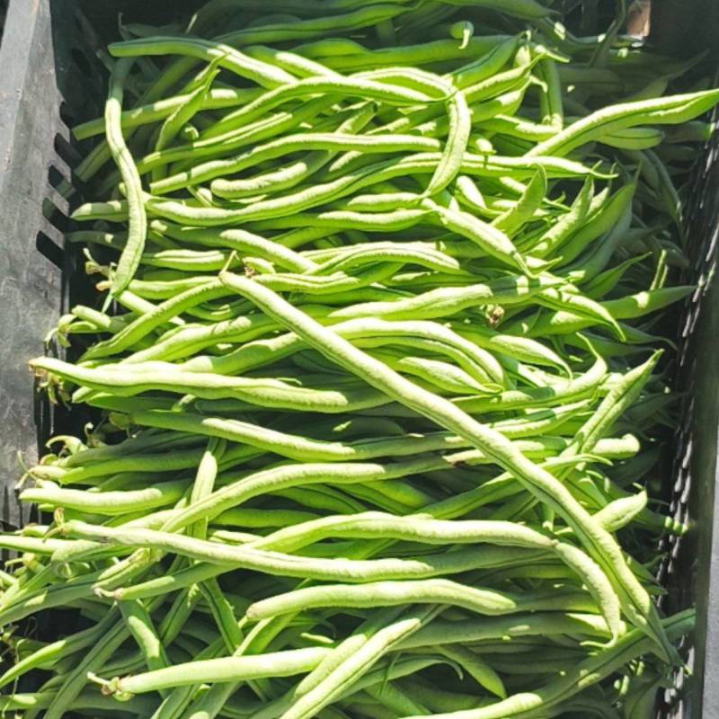 豆角