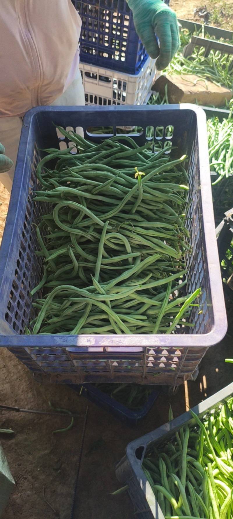 豆角