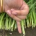 二年头刀韭菜，长度43公分左右3月-11月供货