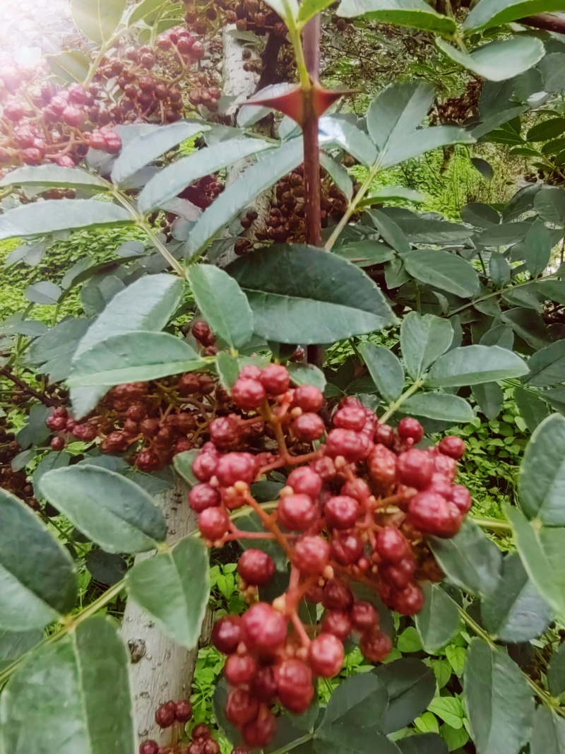 汉源花椒