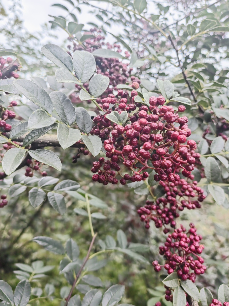 汉源花椒