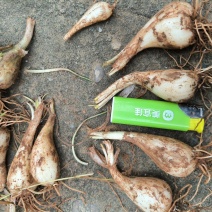 荞头，藠头