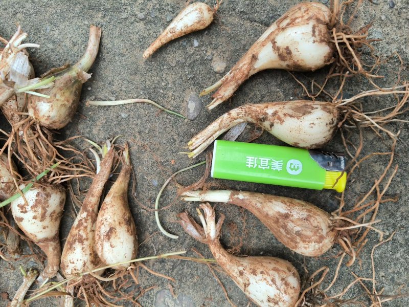 荞头，藠头